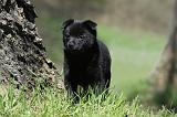 SCHIPPERKE 742